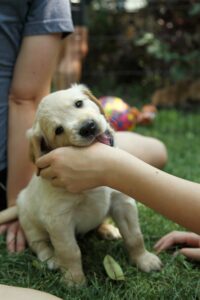 Dog bite