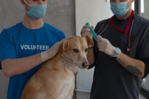 Dog bite cause rabies so get vaccine 