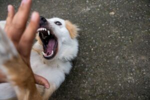 Learn the warning signs of rabies and how prompt treatment can prevent this deadly disease.
