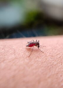 Trade and travel facilitated the spread of the disease